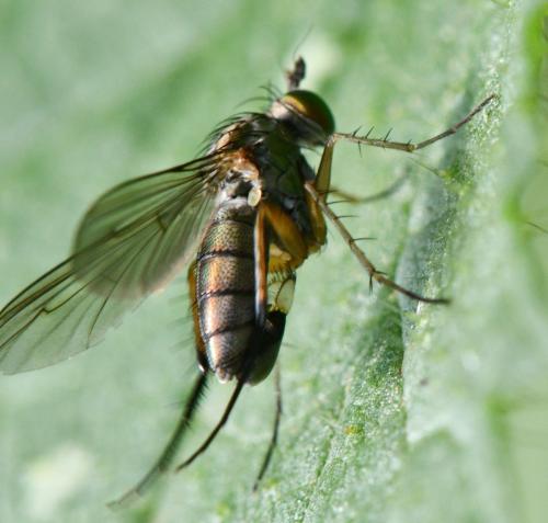 Dolichopus griseipennis
